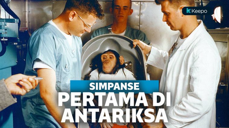 Simpanse Ham