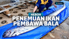 Penemuan oarfish di Jepang