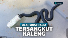 Ular terperangkap dalam kaleng minuman