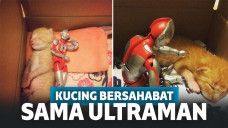 Kucing bersama Ultraman