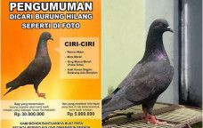 burung hilang