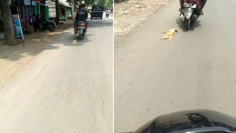 91 Gambar Gambar Kucing Naik Motor Terlihat Keren Pusat