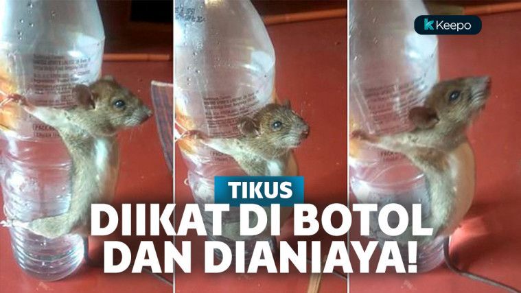 Tikus diikat di botol