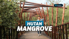 Wisata Mangrove Indonesia