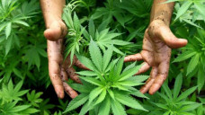 Tanaman ganja di Aceh