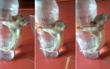 tikus dihukum