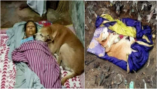 Anjing ini tetap setia menunggu majikannya