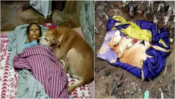 Anjing ini tetap setia menunggu majikannya