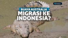 Buaya Australia migrasi ke Indonesia