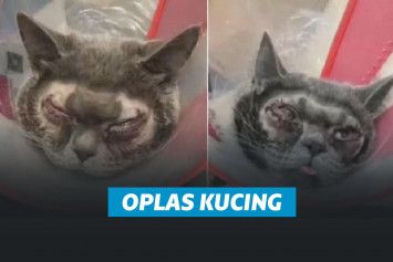 Kucing