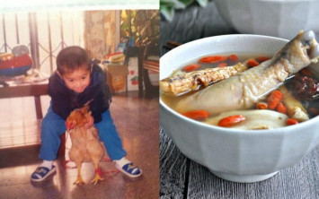 pelihara ayam sejak kecil