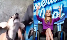 anjing bernyanti diiringi gitar