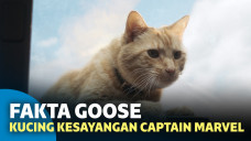 goose cat chewie captain marvel