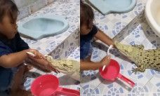 merawat heman peliharaan