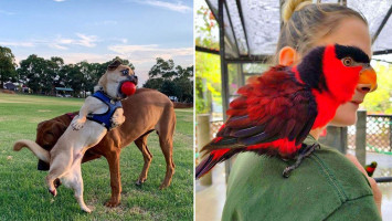 Foto hewan yang diambil di momen yang tepat