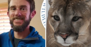 Atlet lari vs singa gunung