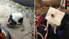 Tingkah konyol anjing yang bikin ngakak