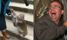 seekor kera sedang mengeledah barang bawaan pengunjung