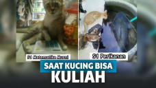 Kucing berpendidikan