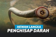 Lamprey