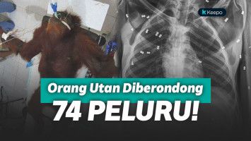 Orang Utan
