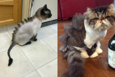 Kucing bergaya dinosaurus