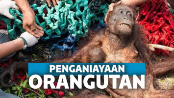 Orangutan korban pembantaian