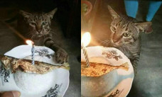 kucing rayakan ultah