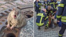 Tikus gemuk terjebak di tutup got