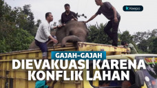 Evakuasi gajah lahat