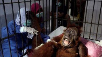 Hope, orangutan yang diberondong 74 peluru