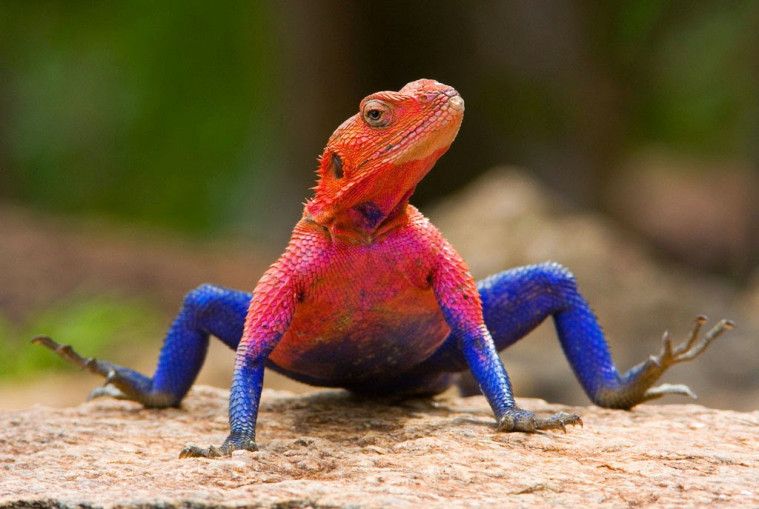 Inilah 5 Jenis Reptil Mengagumkan yang Gak Pernah Kamu Temuin!