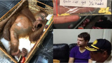 Orangutan dimasukkan ke dalam koper