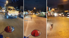 Anjing dibuang pemiliknya