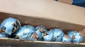 Kura-kura diselundupkan