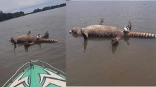 bangkai buaya raksasa