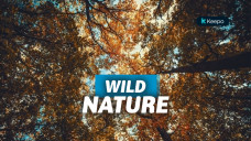 wisata alam liar terbaik