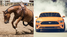 Mobil 'kawinkan' dengan kuda