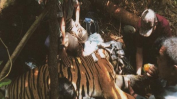Cerita Mengerikan Tim Patroli Saat Temukan Harimau Terjerat Kawat di Riau