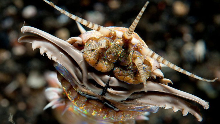 5 Jenis Makhluk Laut Paling Mengerikan yang Belum Kamu Temui