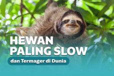 Inilah 5 Hewan Termalas dan Termager yang Pernah Ada!