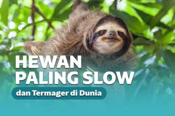 Inilah 5 Hewan Termalas dan Termager yang Pernah Ada!