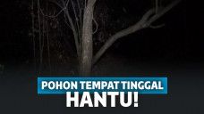 5 Pohon Ini Diyakini sebagai Tempat Tinggal Makhluk Halus!