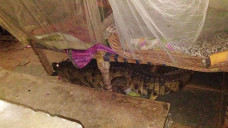 Buaya muncul di bawah tempat tidur warga di India.