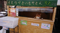 Shiba-Inu