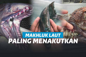 4 Makhluk Laut Teraneh dan Terseram dari Seluruh Lautan!