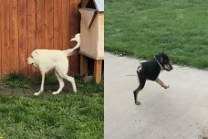 Efek panorama yang gagal