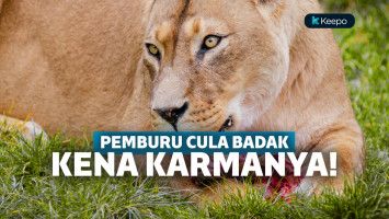 Pemburu Badak Diinjak Gajah Dimangsa Singa