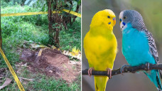 mayat wanita di tol jagorawi