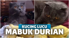 Tingkah lucu Dudu saat mencium durian